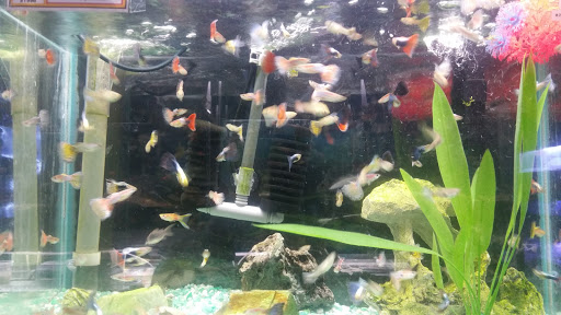 Tropical Fish Store «Two Turtles Pet Center», reviews and photos, 760 W Market St, Akron, OH 44303, USA