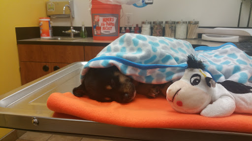 Pet Supply Store «PetSmart», reviews and photos, 14025 SW 88th St, Miami, FL 33186, USA