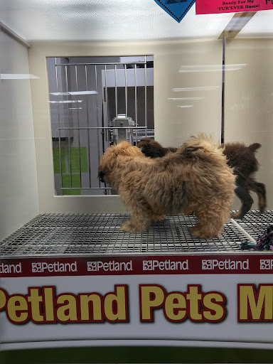 Pet Store «Petland», reviews and photos, 7030 Bandera Rd, San Antonio, TX 78238, USA