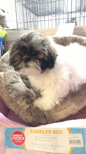 Pet Store «Dream Puppys», reviews and photos, 1461 Westgate Pkwy, Dothan, AL 36303, USA