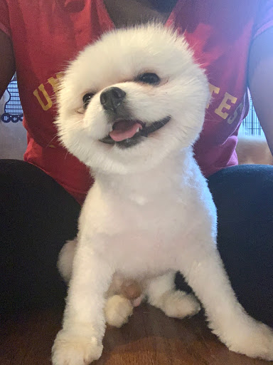 Pet Supply Store «PetSmart», reviews and photos, 1421 Carl D Silver Parkway, Fredericksburg, VA 22401, USA