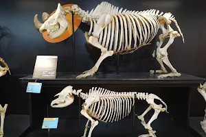 Veterinary Anatomy Museum of FMVZ USP image