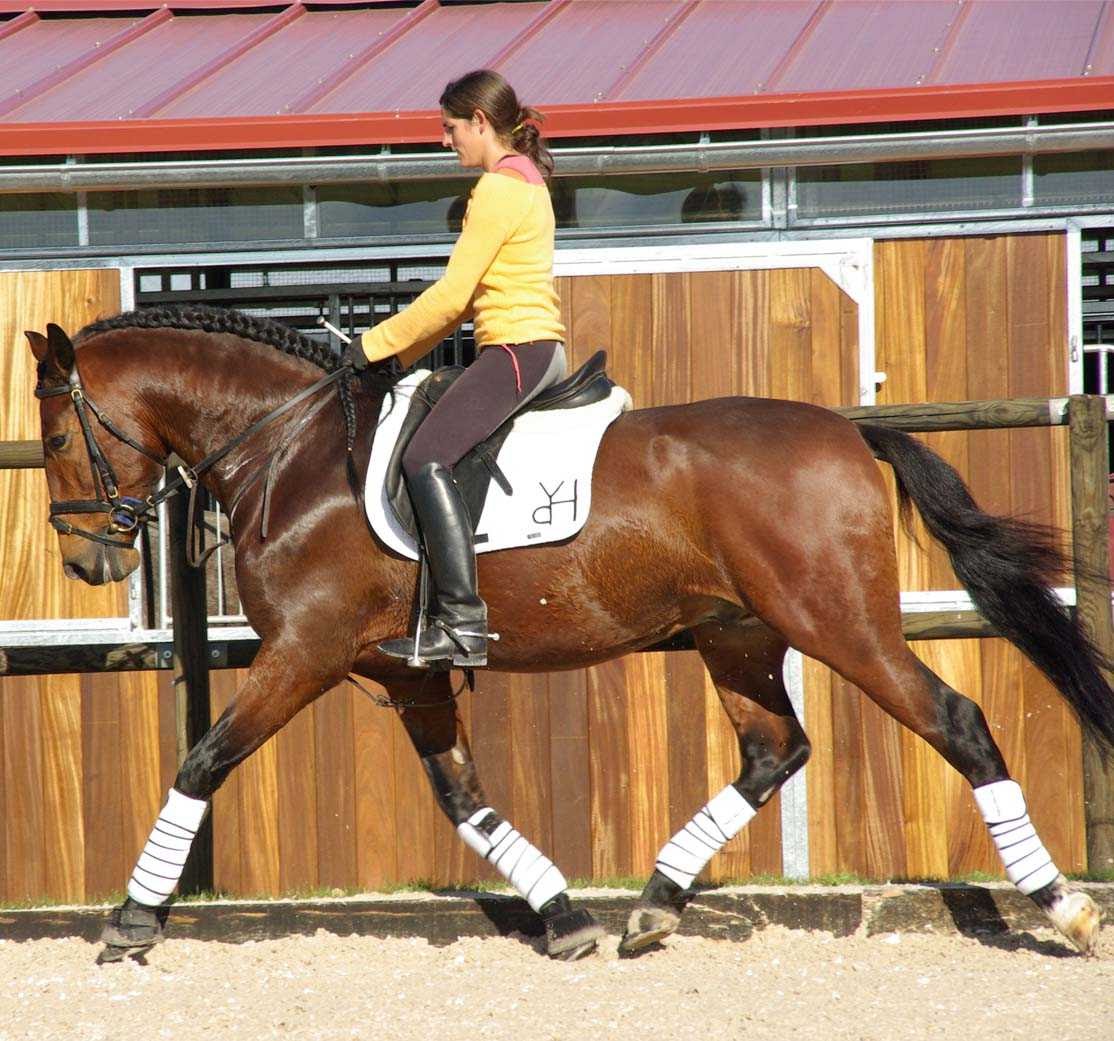 Centro Ecuestre Los Olivares