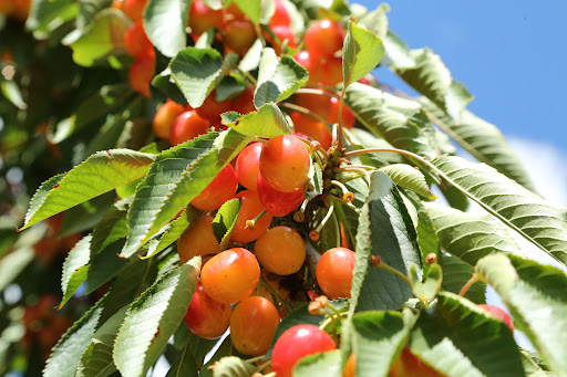 Produce Market «B&P Hitz Fruit Farm (Apples N Produce)», reviews and photos, 14070 Wilco Hwy NE, Woodburn, OR 97071, USA