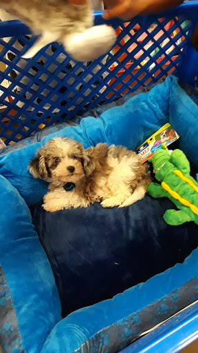 Pet Supply Store «Pet Supermarket», reviews and photos, 4100 N Wickham Rd #117, Melbourne, FL 32935, USA