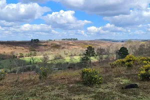 National Trust - New Forest Northern Commons image