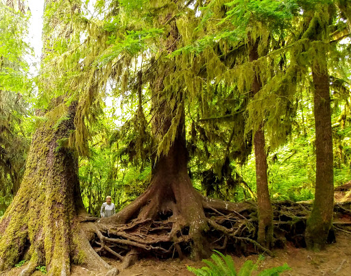 Campground «Hard Rain Cafe», reviews and photos, 5763 Upper Hoh Rd, Forks, WA 98331, USA