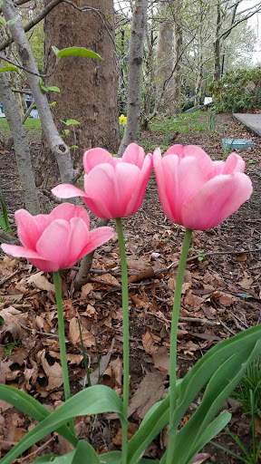 Park «Titus Sparrow Park», reviews and photos, 200 W Newton St, Boston, MA 02118, USA