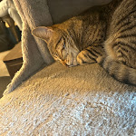 Photo n°1 de l'avis de Dimba.i fait le 11/05/2023 à 17:11 sur le  Dr. Cat - Pet Lounge Bistrot à Brescia