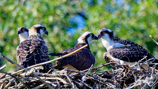 Park «Bare Cove Park», reviews and photos, Bare Cove Park Dr & Fort Hill St, Hingham, MA 02043, USA