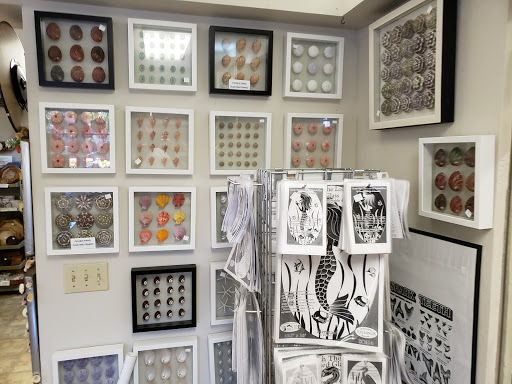 Gift Shop «Sanibel Seashell Industries», reviews and photos, 1544 Periwinkle Way, Sanibel, FL 33957, USA