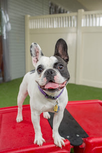 Camp Bow Wow - Photo 6 - Car repair in Tulsa, OK, Tulsa