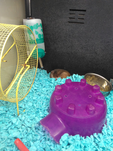 Pet Supply Store «PetSmart», reviews and photos, 9342 WI-16, Onalaska, WI 54650, USA