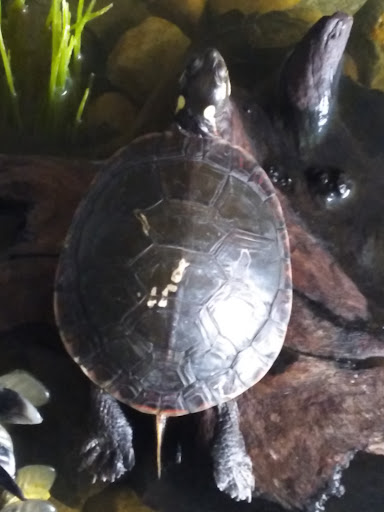 Pet Supply Store «Pet Supplies Plus», reviews and photos, 5708 State St, Saginaw, MI 48603, USA