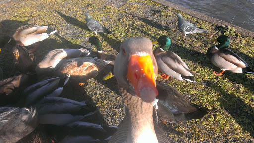 Park «Alton Baker Park», reviews and photos, 100 Day Island Rd, Eugene, OR 97401, USA