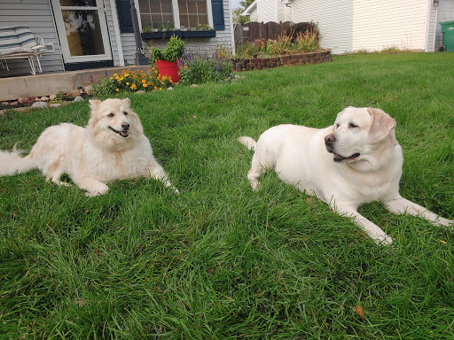 Pet Supply Store «Petco Animal Supplies», reviews and photos, 990 Brook Forest Ave, Shorewood, IL 60431, USA