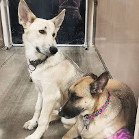 Vera's Posh Paws OKC - Photo 9 - Car repair in Oklahoma City, OK, Oklahoma City