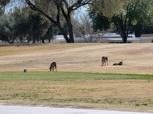 Golf Course «Willow Creek Golf Course», reviews and photos, 10600 N Boswell Blvd, Sun City, AZ 85351, USA