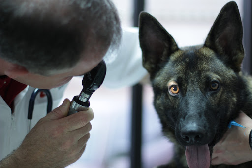 West Gate Veterinary Hospital