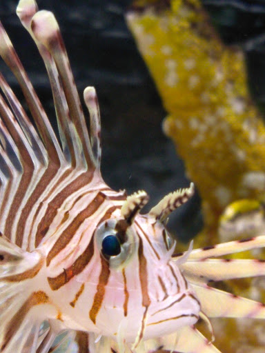 Aquarium «Aquarium World», reviews and photos, 13157 Northwest Fwy, Houston, TX 77040, USA