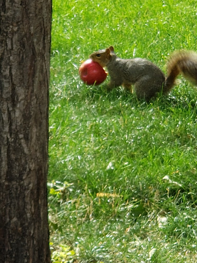 Museum «Colorado Springs Pioneers Museum», reviews and photos, 215 S Tejon St, Colorado Springs, CO 80903, USA