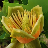 花園六丁目公園