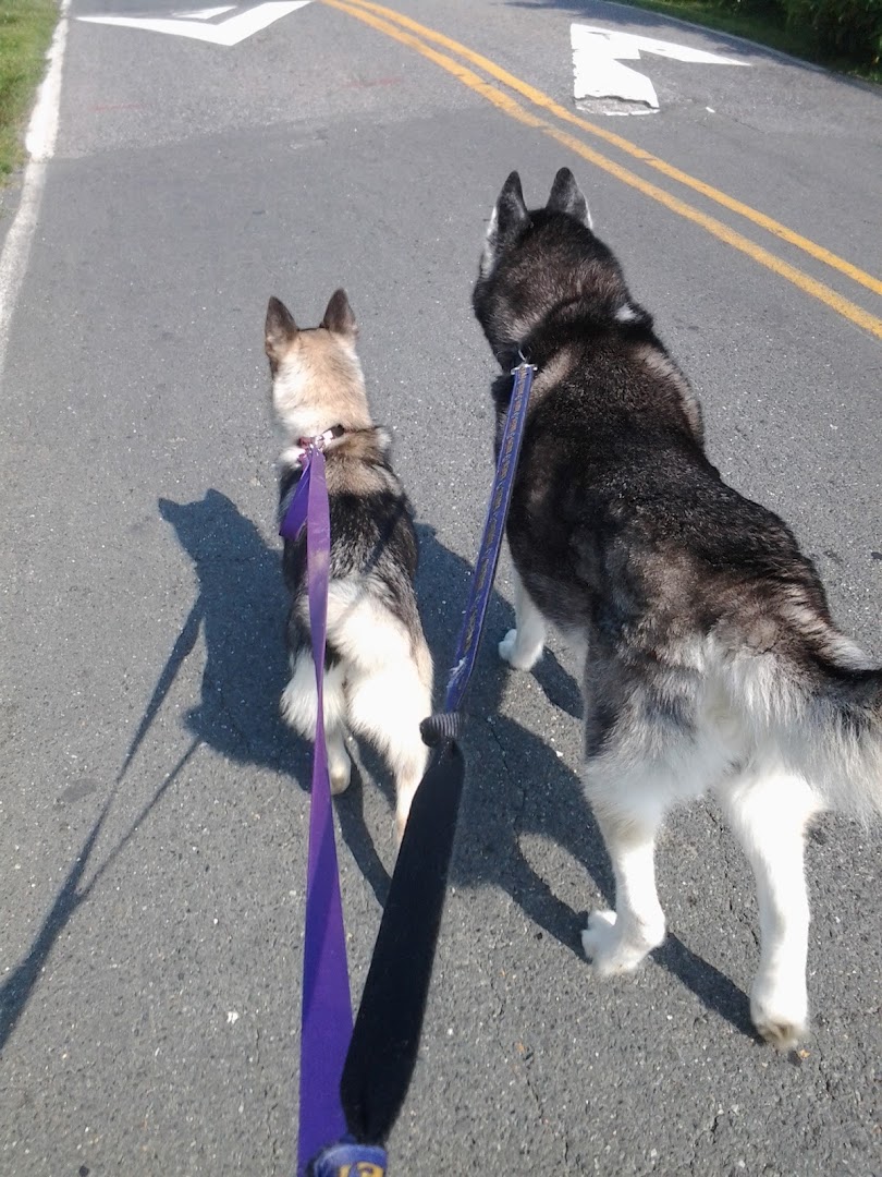 Annapolis Dog Walkers