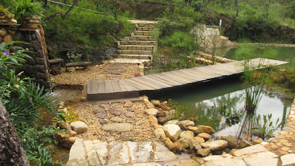 Waterfall Sunflower  Girassol GO