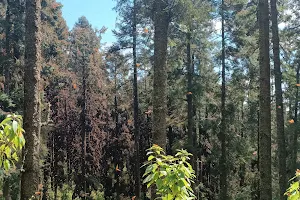 Reserva de la Biósfera Santuario Mariposa Monarca image