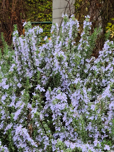 Art Museum «San Antonio Museum of Art», reviews and photos, 200 W Jones Ave, San Antonio, TX 78215, USA