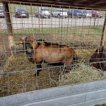 Photo n°6 de l'avis de Luca.a fait le 22/01/2024 à 06:34 sur le  Farmhouse Il Cortile à Borgonovo Val Tidone