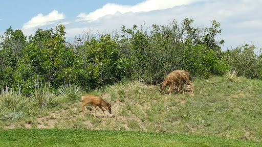 Golf Course «Red Hawk Ridge Golf Course», reviews and photos, 2156 Red Hawk Ridge Dr, Castle Rock, CO 80109, USA