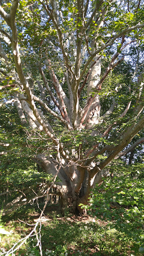 Vineyard «Diamond Hill Vineyards», reviews and photos, 3145 Diamond Hill Rd, Cumberland, RI 02864, USA