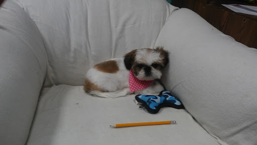 Pet Groomer «Premier Loving Care», reviews and photos, 48 E Washington St, Shelbyville, IN 46176, USA