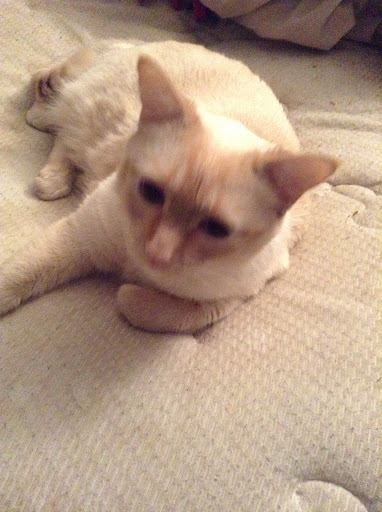 Pet Supply Store «PetSmart», reviews and photos, 1297 Promenade Pl, Eagan, MN 55121, USA