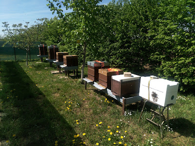 Rucher de l'HappyCulteur à Mouaville