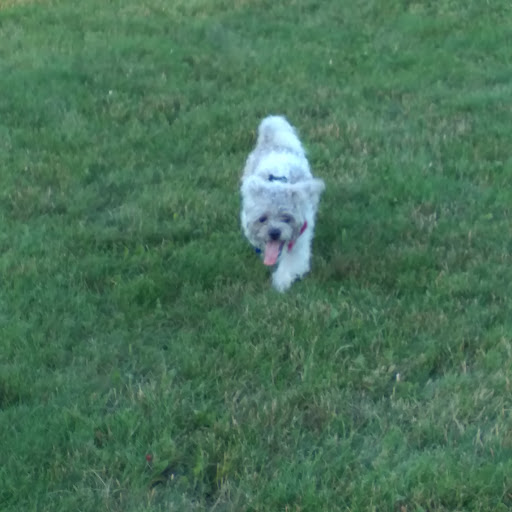 Dog Park «Carol Stream Bark Park», reviews and photos, 280 Kuhn Rd, Carol Stream, IL 60188, USA