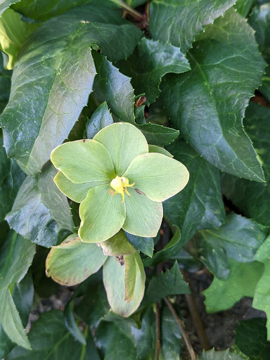 Art Museum «Cooper Hewitt Smithsonian Design Museum», reviews and photos, 2 E 91st St, New York, NY 10128, USA