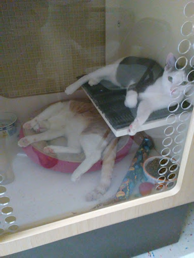 Pet Supply Store «Petco Animal Supplies», reviews and photos, 6761 Westminster Ave, Westminster, CA 92683, USA