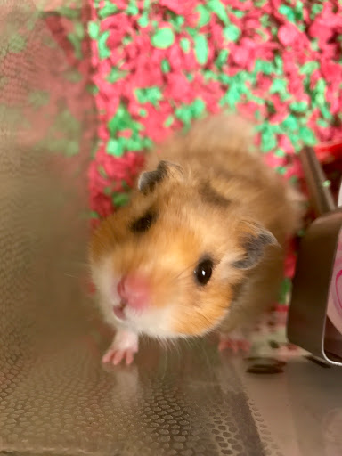 Pet Supply Store «PetSmart», reviews and photos, 2631 Beene Blvd, Bossier City, LA 71111, USA