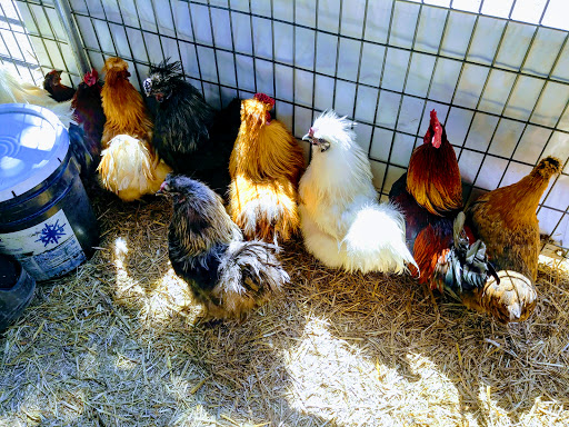 Historical Landmark «Grapevine Vintage Railroad», reviews and photos, 707 S Main St, Grapevine, TX 76051, USA