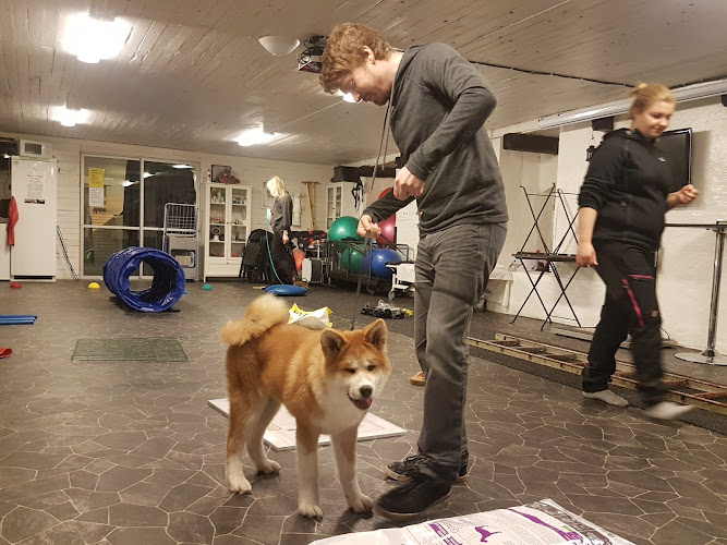 möllergårdens hundcenter i Ängelholm