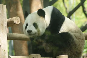 Giant Panda Ueno Zoo image