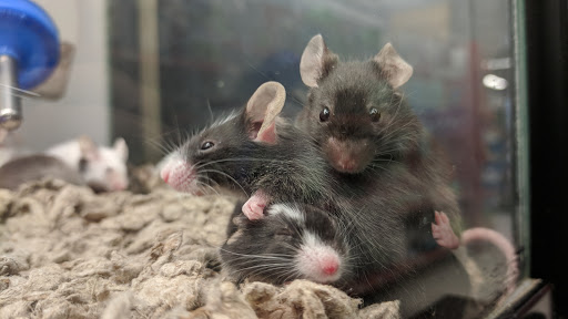 Pet Supply Store «Petco Animal Supplies», reviews and photos, 45205 Worth Ave, California, MD 20619, USA