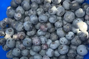 Hutchens Blueberry image