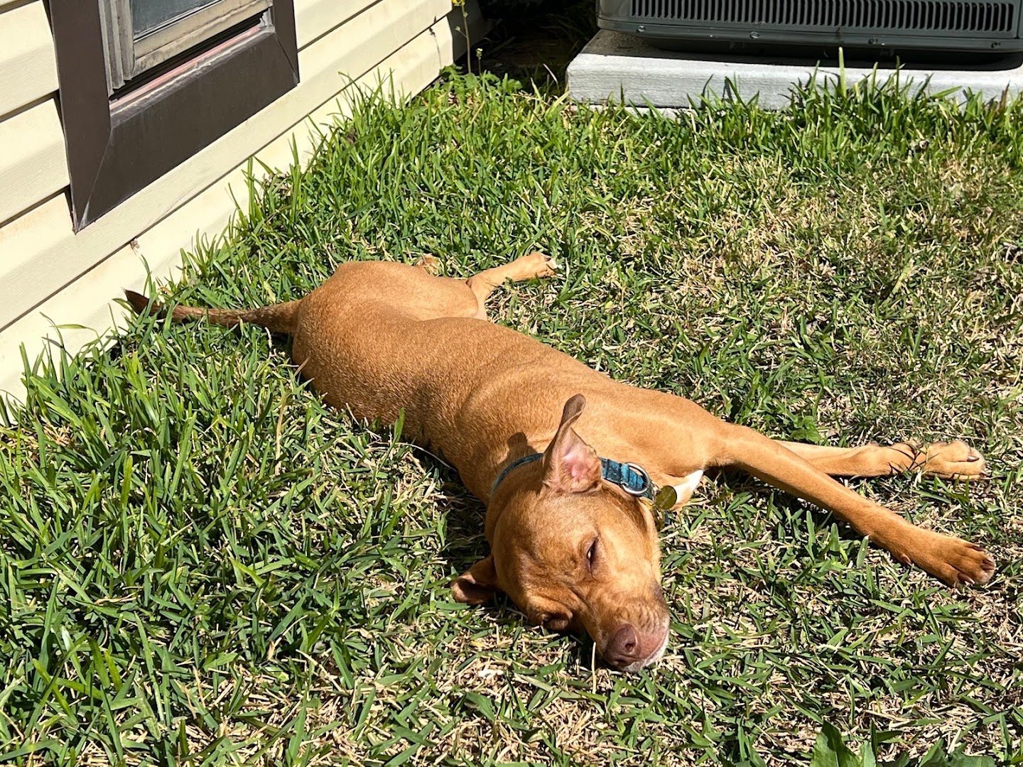 Perfectly Imperfect Pups