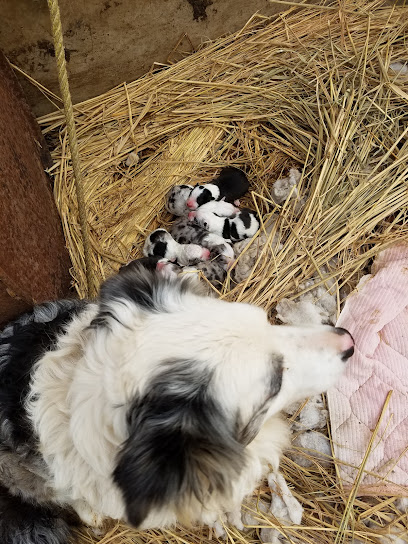 愛犬繁殖所・はなわ