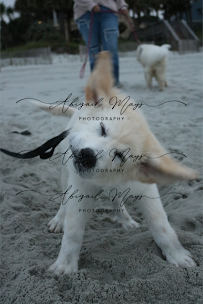 Abigail Mays Photography - Photo 9 - Car repair in , Myrtle Beach