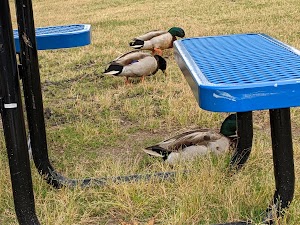 Hunter Memorial Park - photo 32