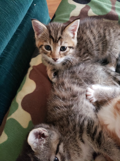 Pet Supply Store «Petco Animal Supplies», reviews and photos, 1337 N National Rd, Columbus, IN 47201, USA